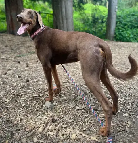 Apollo