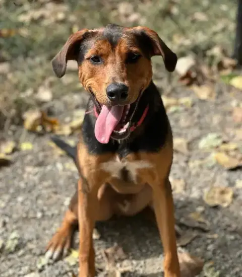 Douglas