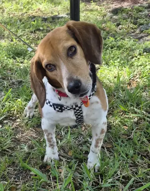 Snoop photo 3