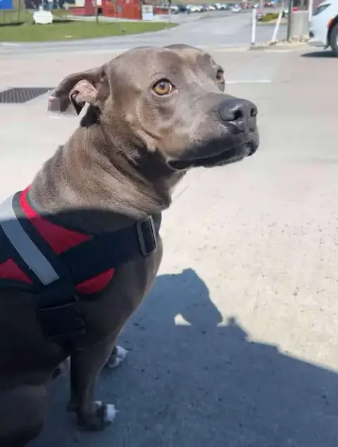 Winston