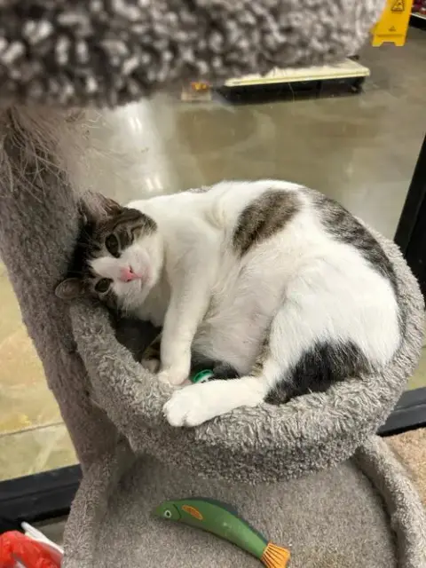 Charles