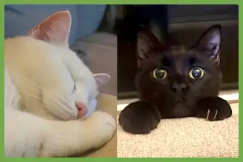 Fancy And Felix