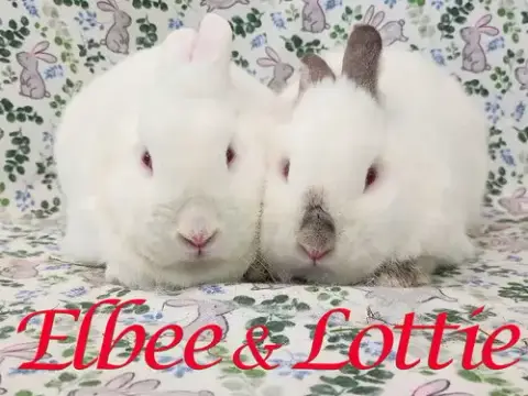 Elbee