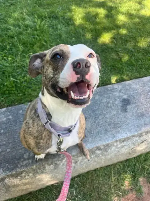 Zoey: At Shelter photo 3