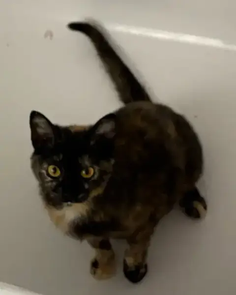 Nutmeg