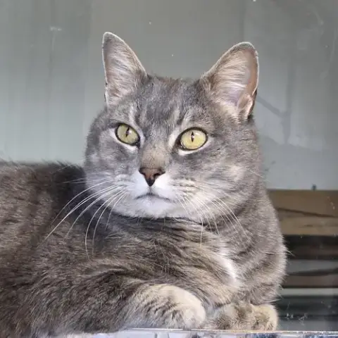 Ilari