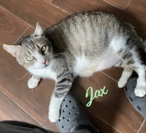 Jax #Chunky-Gent