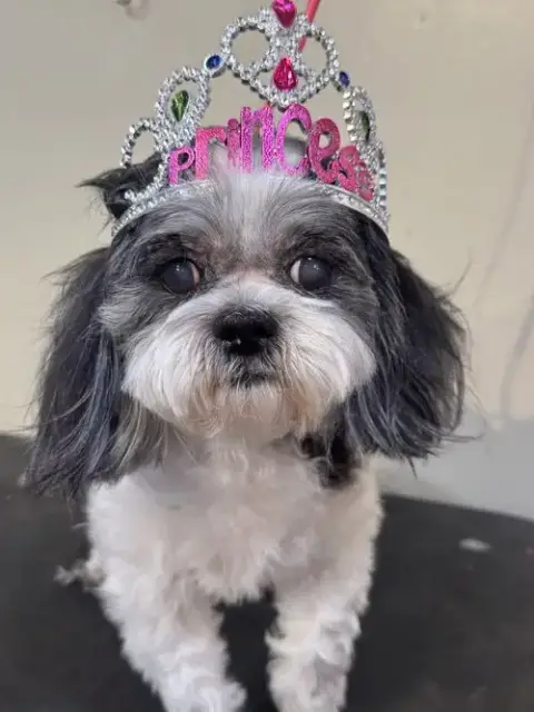 Princess