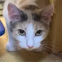 Lucy