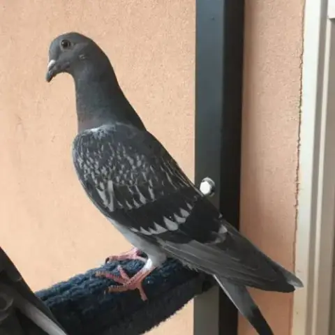 Goose B03