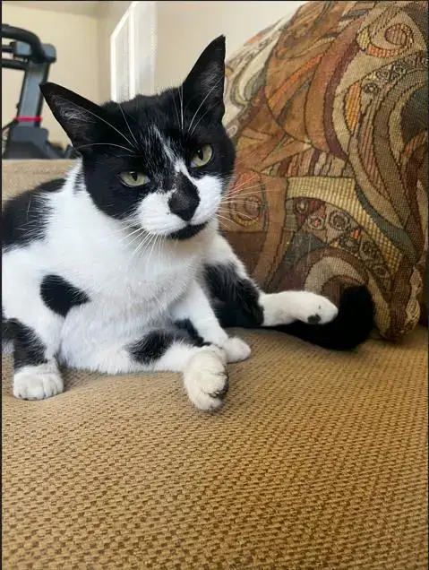 Cookie