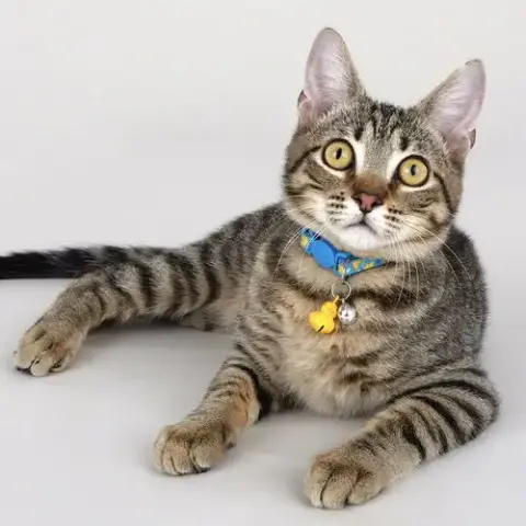 Dash