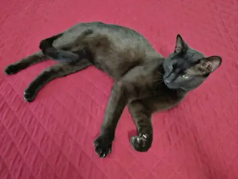 Linus photo 4