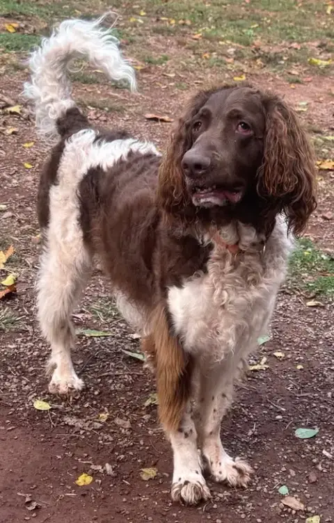 Flapjack