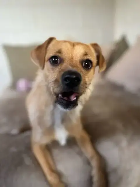 Gizmo photo 3
