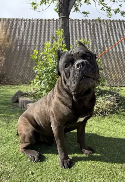 Ozzy 2