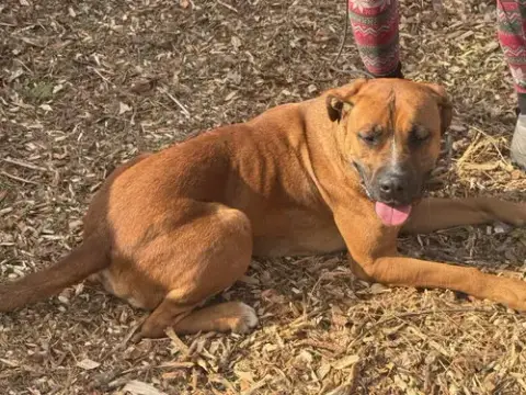 Nala photo 4