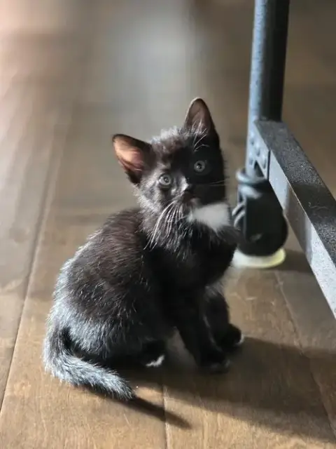 Tripurr photo 3
