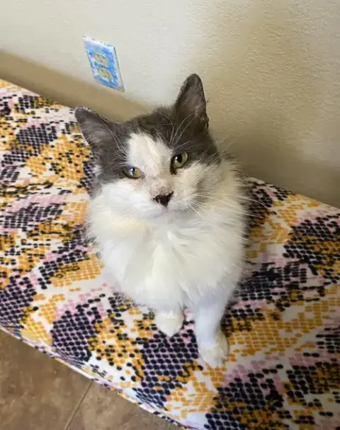 Little Morris