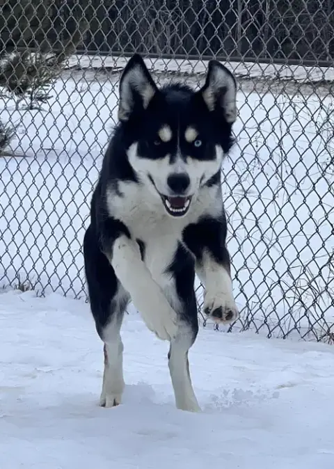 Tundra photo 3