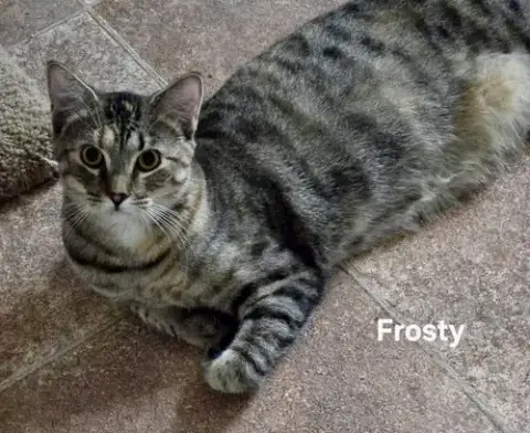 Frosty photo 2