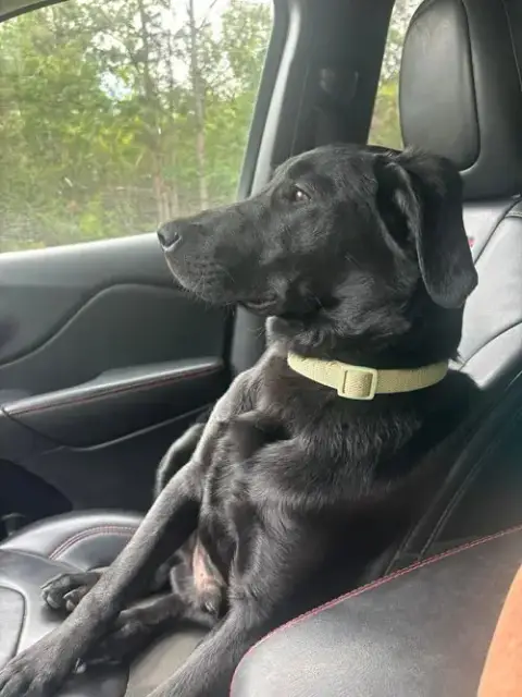 Scout