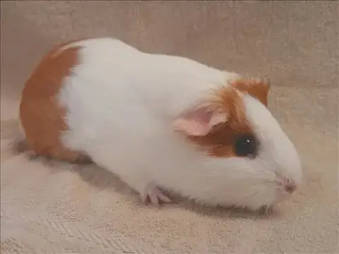 Dulce