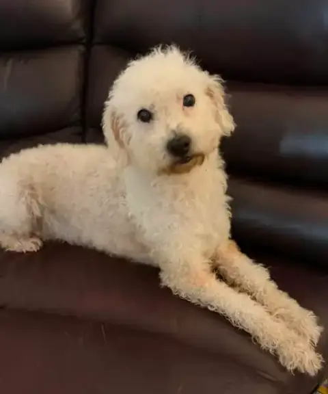 Princess Bella In Tx