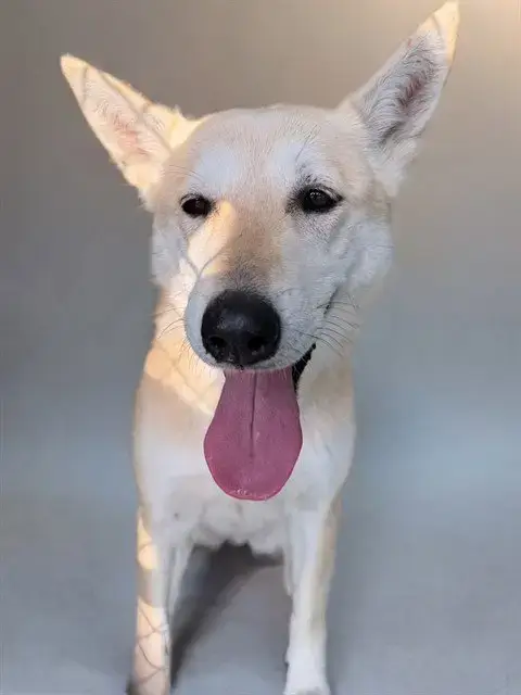 Sadie