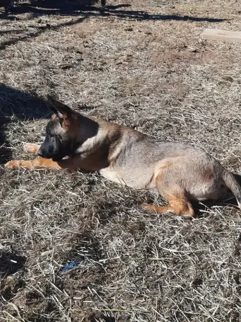 Animaniacs Litter Dot Located In El Paso photo 4