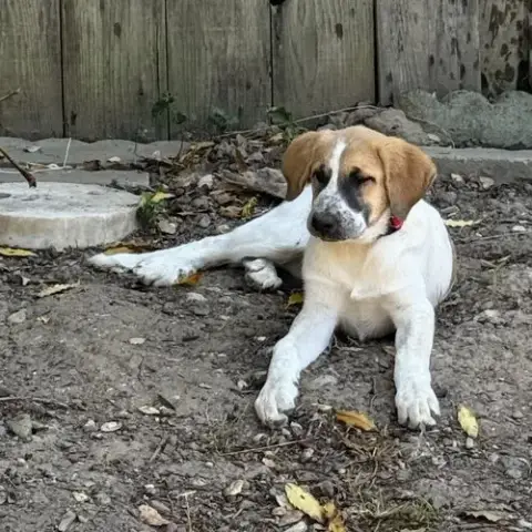 Daisy photo 3