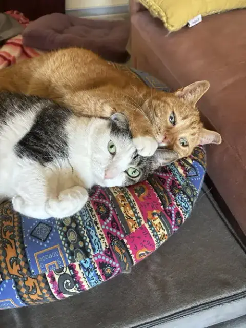 Rosie And Minnie- The Bonded Pair photo 2