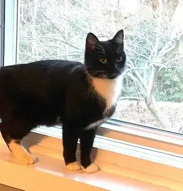 Zz-Momma Cat photo 3