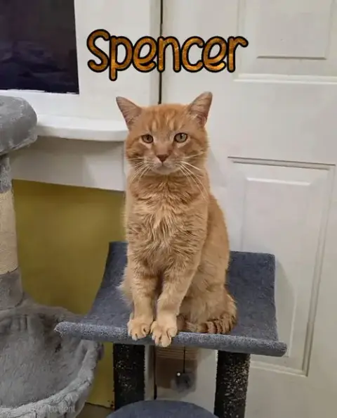Spencer photo 2