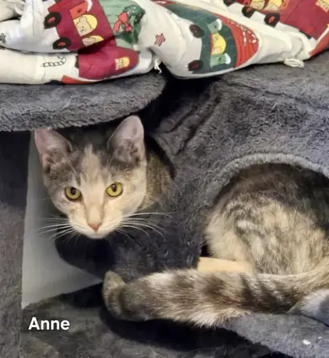 Anne photo 5