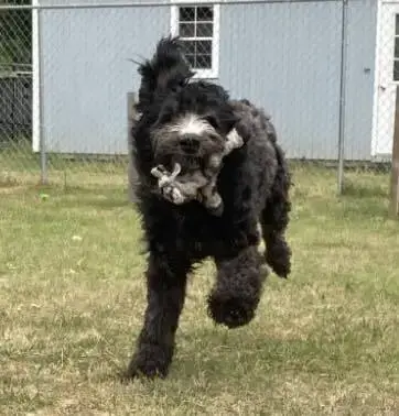 Reggie photo 4