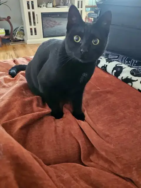 Bella