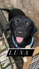 Luna 2 photo 3