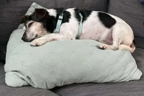 Kiwi A Jack Russell Boy photo 3