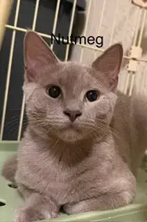 Nutmeg photo 2