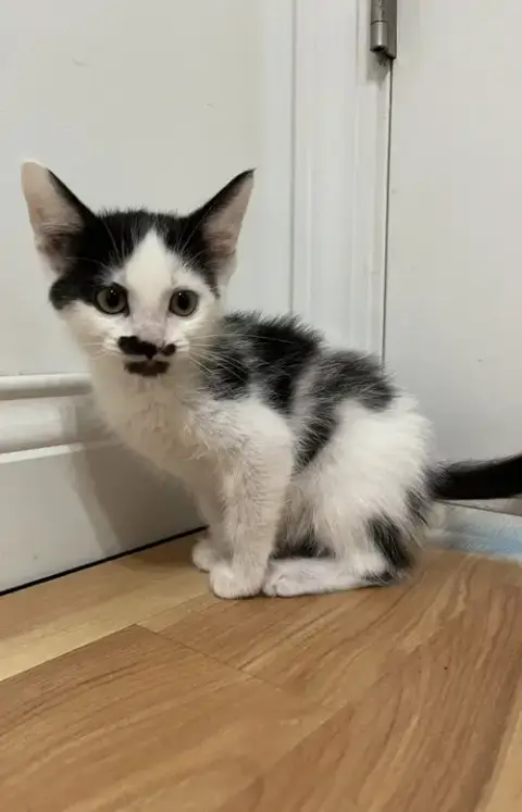Flynn