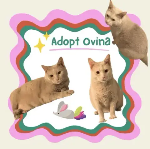 Ovina