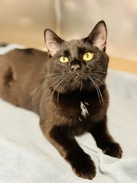 Beau