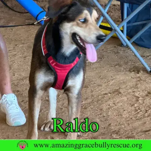 Raldo photo 5
