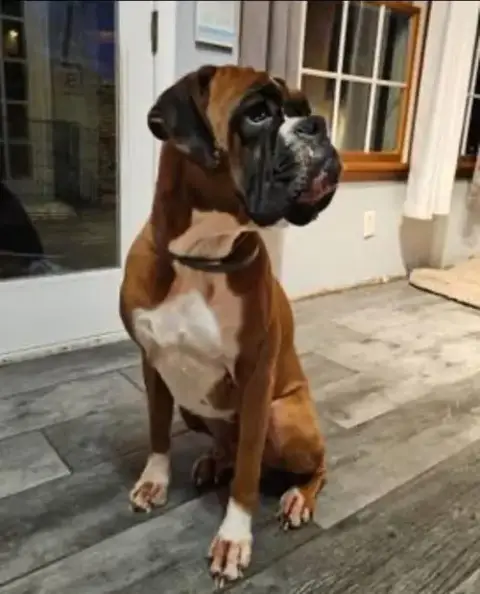 Big Bud