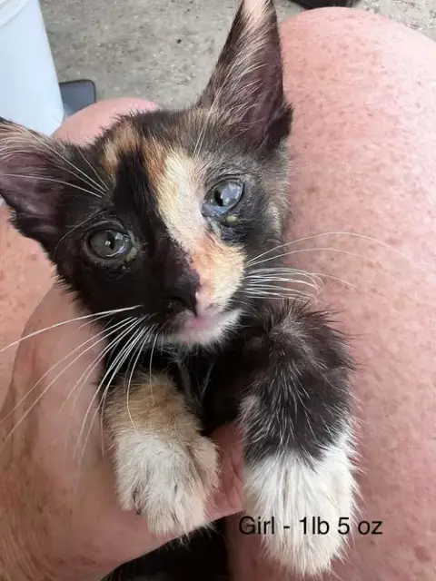 Fosters Needed For Kittens! photo 4