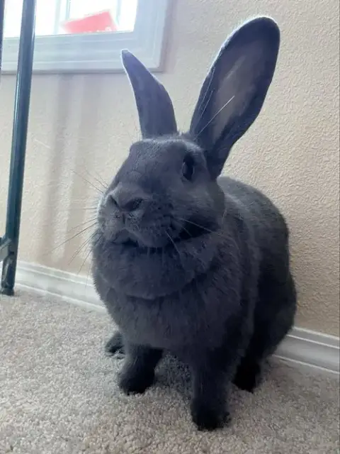 Gracie photo 2