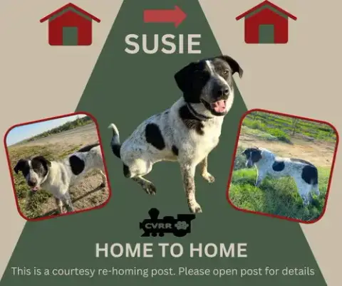 *Susie* Home To Home