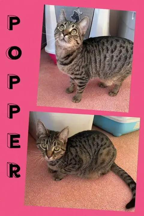 Popper