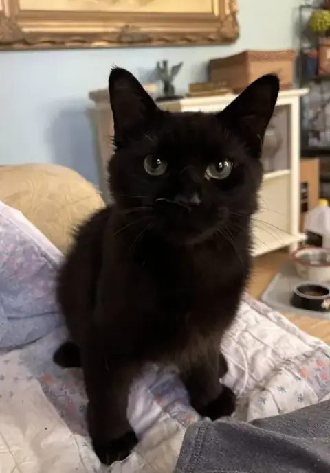 Fluffie